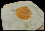 Detailed Fossil Leaf (Zizyphoides) - Montana #68290-1